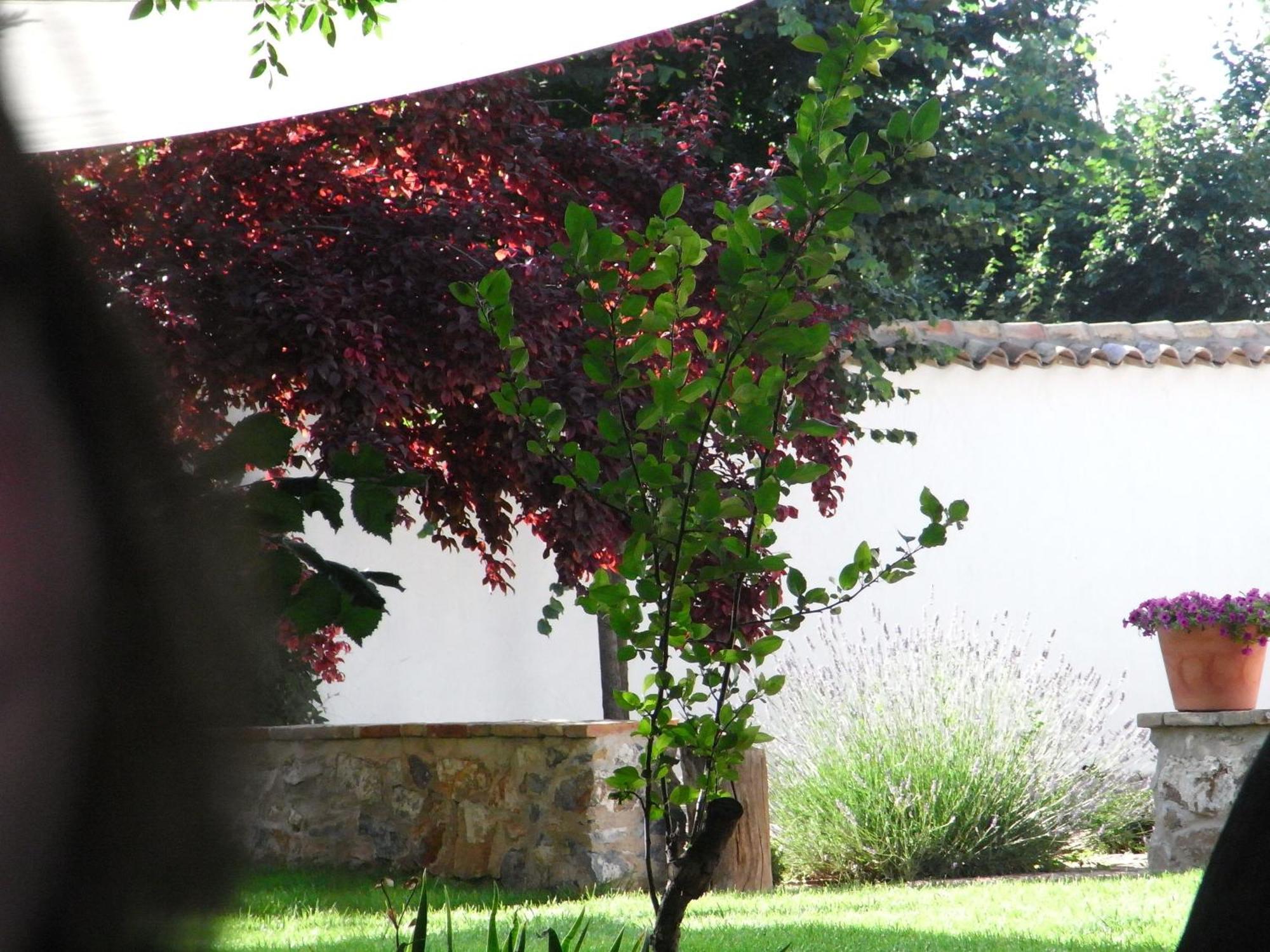 Casa Rural La Alameda Madridejos Esterno foto